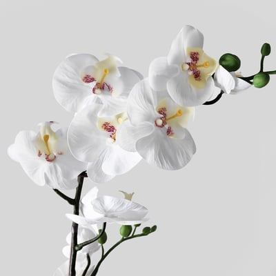 Gyönyörű fehér orchideák élénk sárga középponttal, elegánsan elrendezve egy elegáns ágon. Az élethű részletek fokozzák természetes varázsukat.