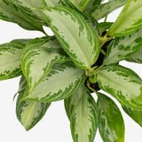 Vibrant AGLAONEMA plant with lush green leaves, well-cared and healthy.