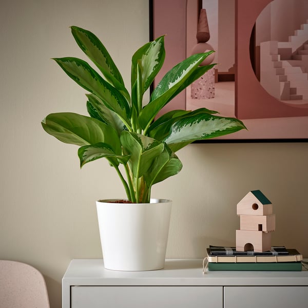 AGLAONEMA plant near books, toys, poster.