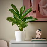AGLAONEMA plant near books, toys, poster.