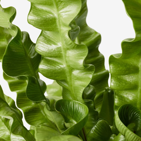 Vibrant green leaves cascade vertically, glossy and crinkled, healthy indoor plant with vivid hue.