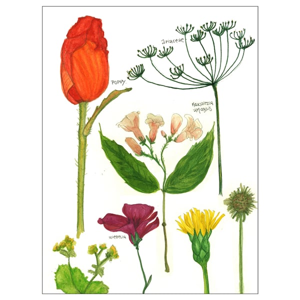 Bild Poster Flowers In Bloom I 30x40 Cm Ikea Ireland