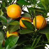 Bright oranges nestled among vibrant green leaves. Fresh and healthy CITRUS tree close-up.