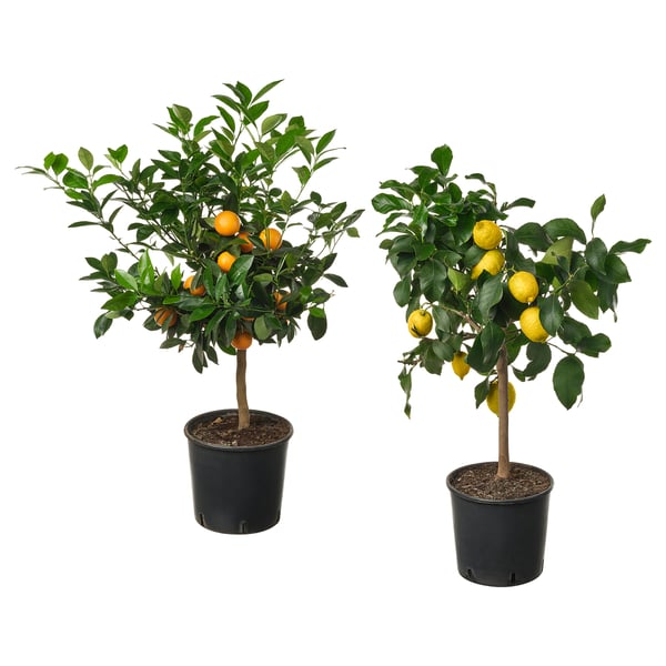 Two potted CITRUS trees, one with orange fruits, the other with yellow fruits, in black plastic pots.