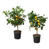 Two potted CITRUS trees, one with orange fruits, the other with yellow fruits, in black plastic pots.