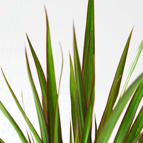 Vibrant green dracaena plant with striking red edges, healthy and well-cared for.