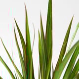 Vibrant green dracaena plant with striking red edges, healthy and well-cared for.