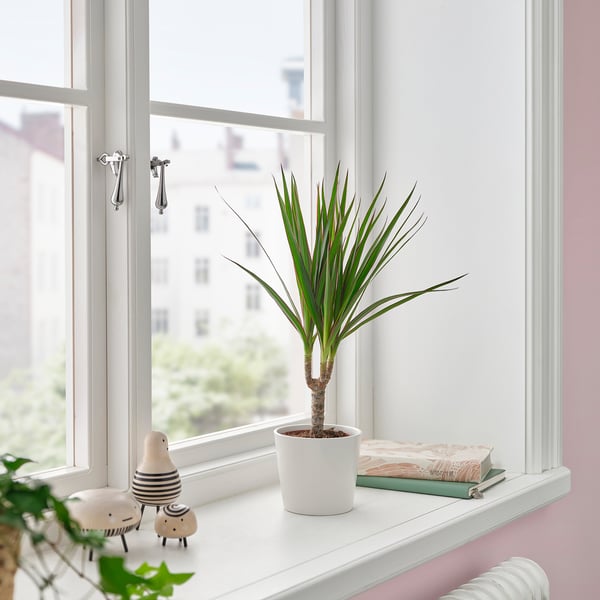 White sill holds small DRACAENA MARGINATA, easy-care plant, sheep, books.