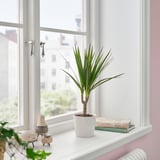 White sill holds small DRACAENA MARGINATA, easy-care plant, sheep, books.