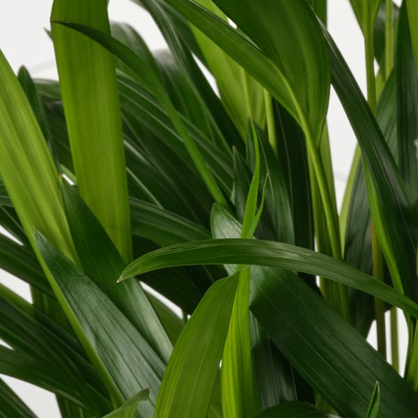 Vibrant green leaves of a potted DYPSIS LUTESCENS, also known as butterfly palm.