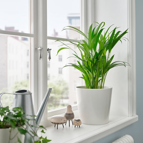 DYPSIS LUTESCENS plant with zebras, watering can.