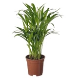 Potted yellow dyspis plant