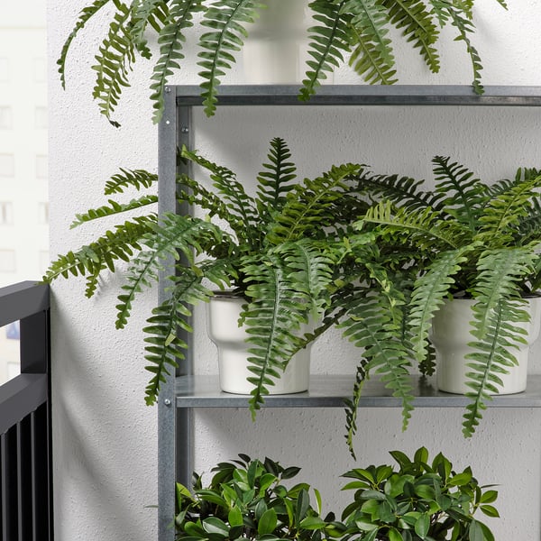 Multiple potted ferns on modern shelves, perfect for indoor/outdoor decor. Easy to maintain, looking fresh all year.