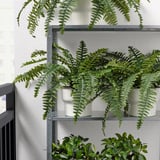 Multiple potted ferns on modern shelves, perfect for indoor/outdoor decor. Easy to maintain, looking fresh all year.