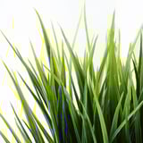 Vibrant, lifelike grass blades in bright green, each with a natural curve, suggesting high-quality artificial plant with realistic texture and color.