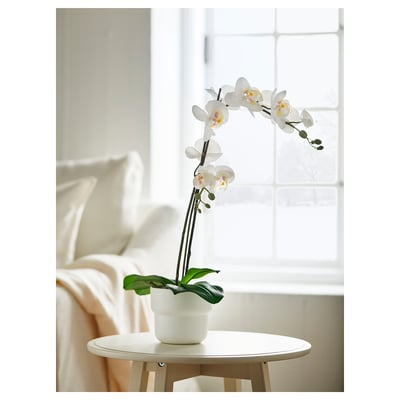 FEJKA white orchid plant, artificial, potted in black.