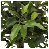 Vibrant green leafy FICUS plant. Lush foliage, fresh look, natural design.