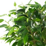 Vibrant green FICUS leaves fill frame, lush and healthy, signifying high-quality plant.
