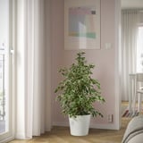 Large indoor FICUS plant by window.