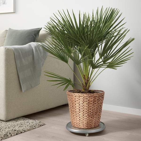 A large wicker plant basket named FRIDFULL sits on wheels beside a couch. It holds a tall indoor palm plant, standing taller than the seat cushion.