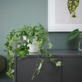 Potted HEDERA HELIX cascading over dark cabinet.