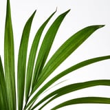 Vibrant green palm frond, sharp and healthy leaves fanning out, well-cared for plant.
