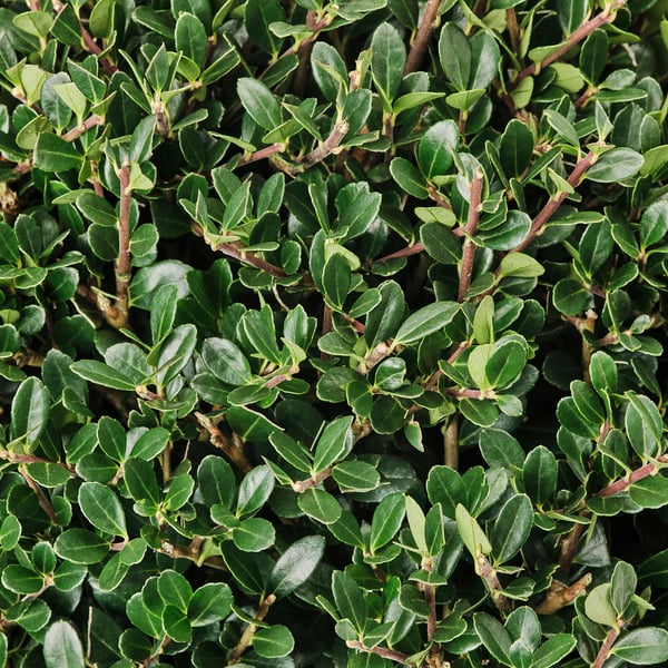 Dense, healthy shrub with vibrant green leaves, well-maintained branches, showcasing robust growth.
