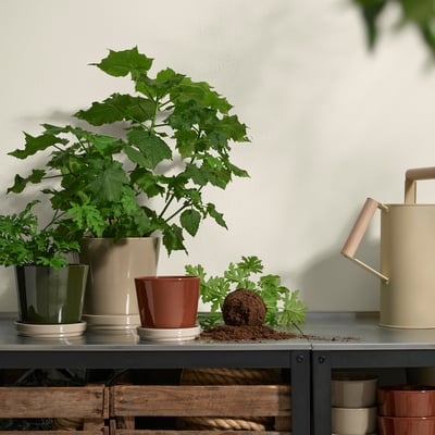 Three plants on shelf: two in pots, one bare soil; green watering can.