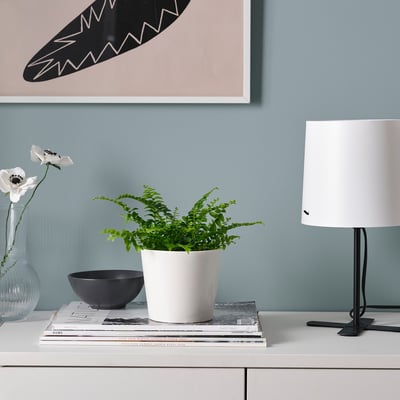 NEPHROLEPIS Potted plant, Boston fern, 9 cm