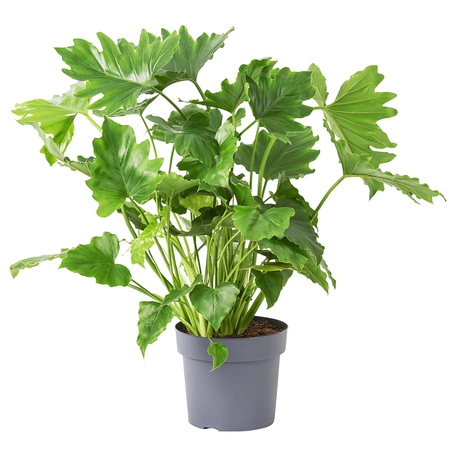 PHILODENDRON Potted plant, 17 cm IKEA Ireland
