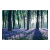 PJÄTTERYD: bluebell forest print on canvas, deep framed picture.