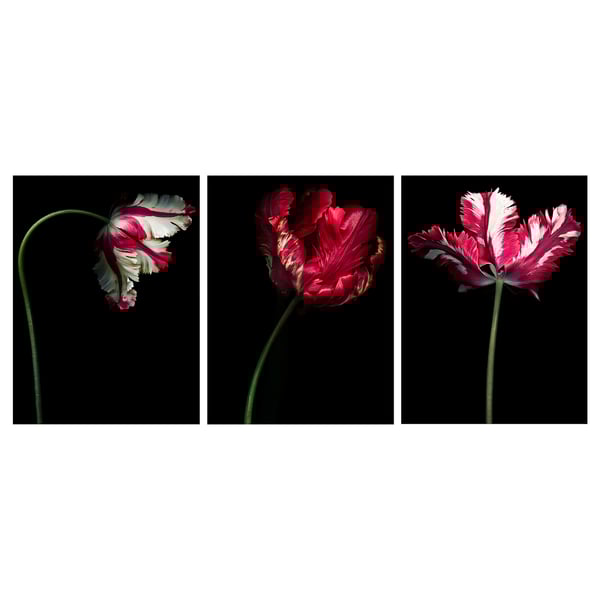 Three vibrant flowers, each distinct in color and posture, set against a stark black background, creating a striking contrast; ideal for modern decor.