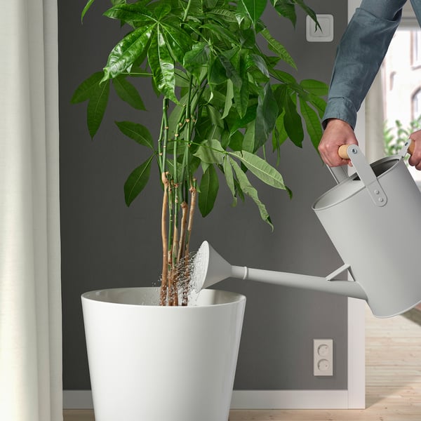 Person waters indoor plant using white watering can, ensuring plant health.