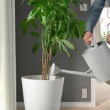 Person waters indoor plant using white watering can, ensuring plant health.