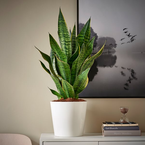 SANSEVIERIA plant, books, hourglass
