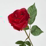 Single vibrant red rose with green leaves, stem, and realistic texture, standing alone.