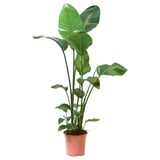 Brown-potted STRELITZIA, tall green leaves.