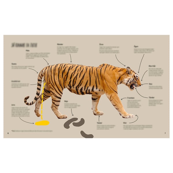 URSKOG Book, Meet the tiger