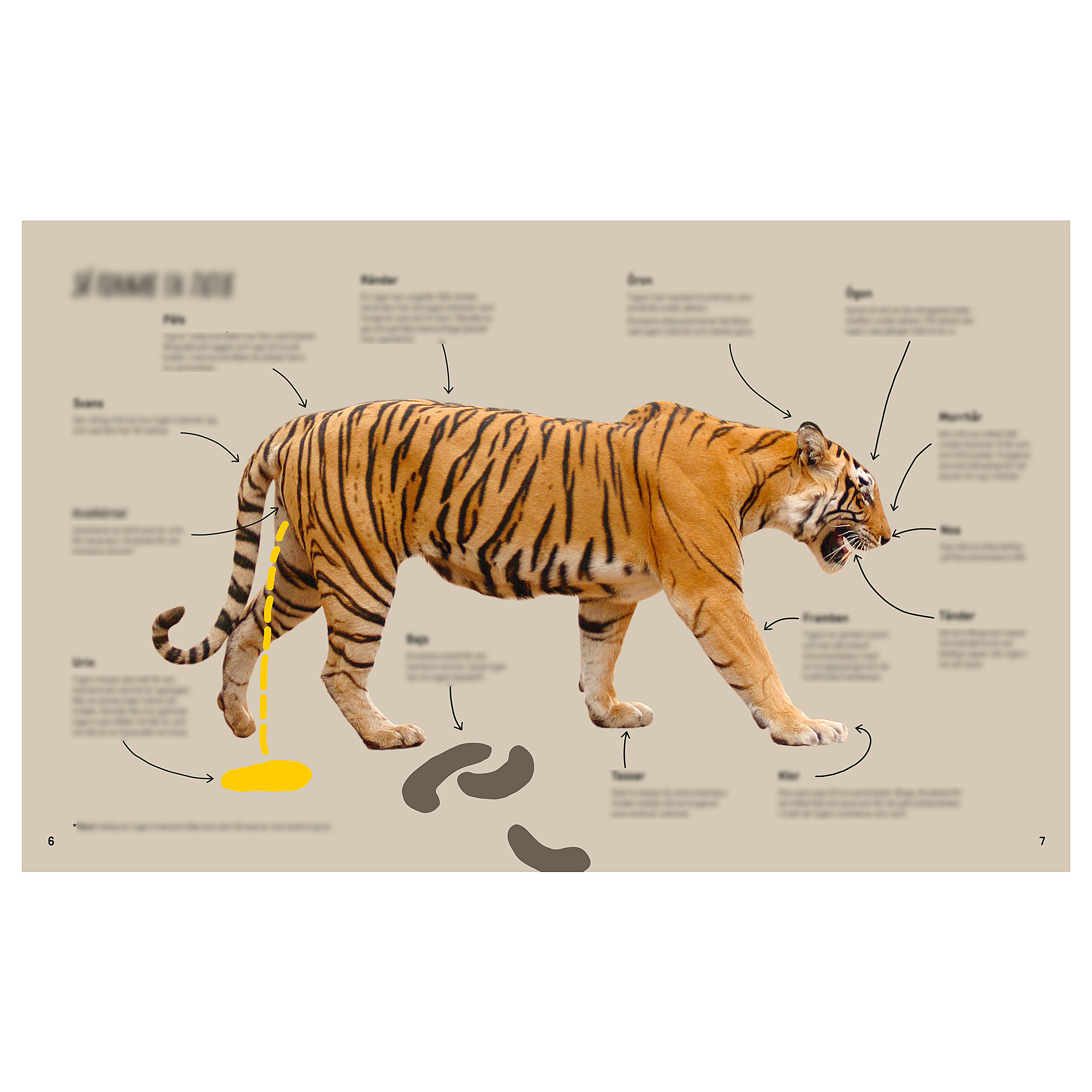 URSKOG Book, Meet the tiger