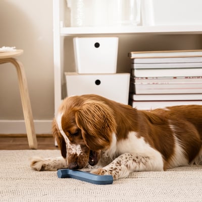 Dog plays with blue UTSÅDD allen key toy on rug indoors near bookshelf.