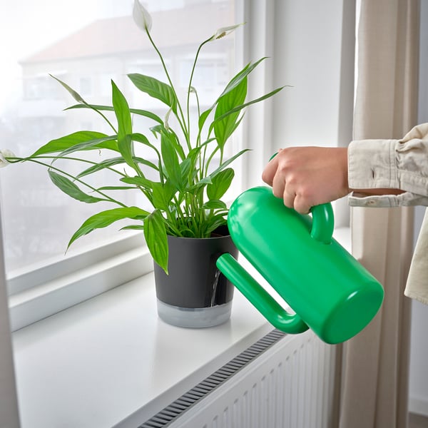 Person waters green plant by window.