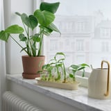Windowsill with plants: leafy, smaller in vases, white watering can, marble shelf, city view.