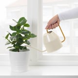 Pouring water on potted plant