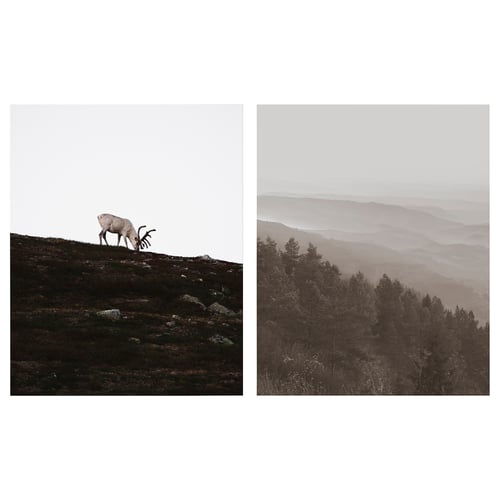 PJÄTTERYD תמונה, wandering reindeer, 40x50 ס"מ