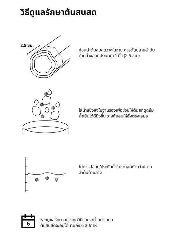 วิธีดูแลรักษาต้นสนสดอิเกีย 