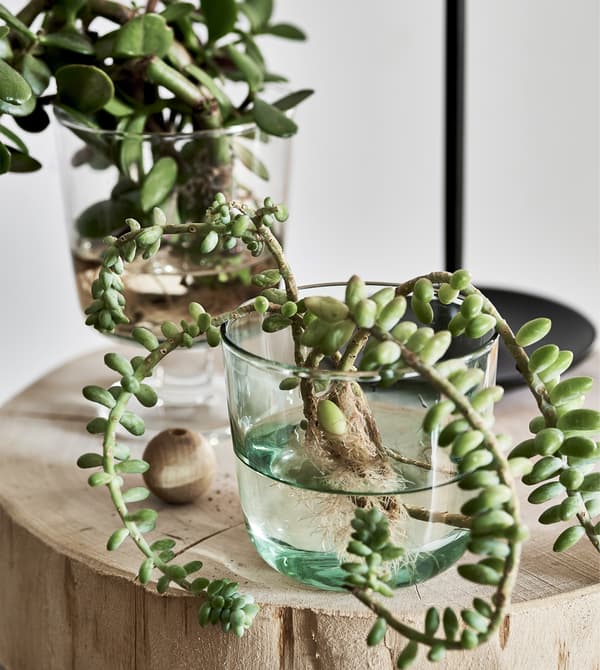 กิ่งต้นไม้ตัดแต่งปลูกในโถแก้วบนพื้นผิวไม้