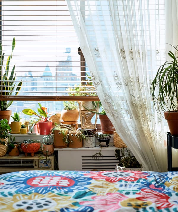 ต้นไม้หลายชนิดวางอยู่รวมกันบนขอบหน้าต่างถัดจากเตียงที่มีเครื่องนอนหลากสี