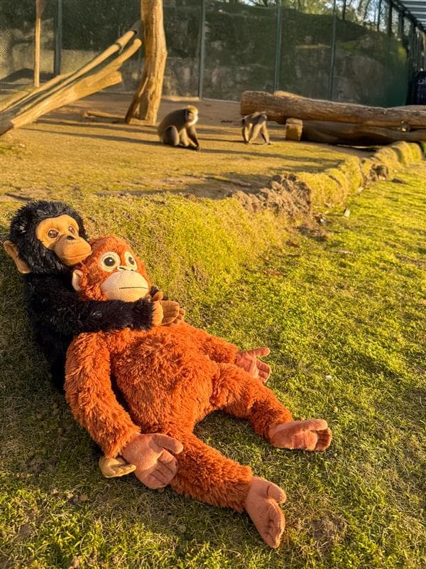 아기 원숭이 펀치의 친구들을 만나보세요