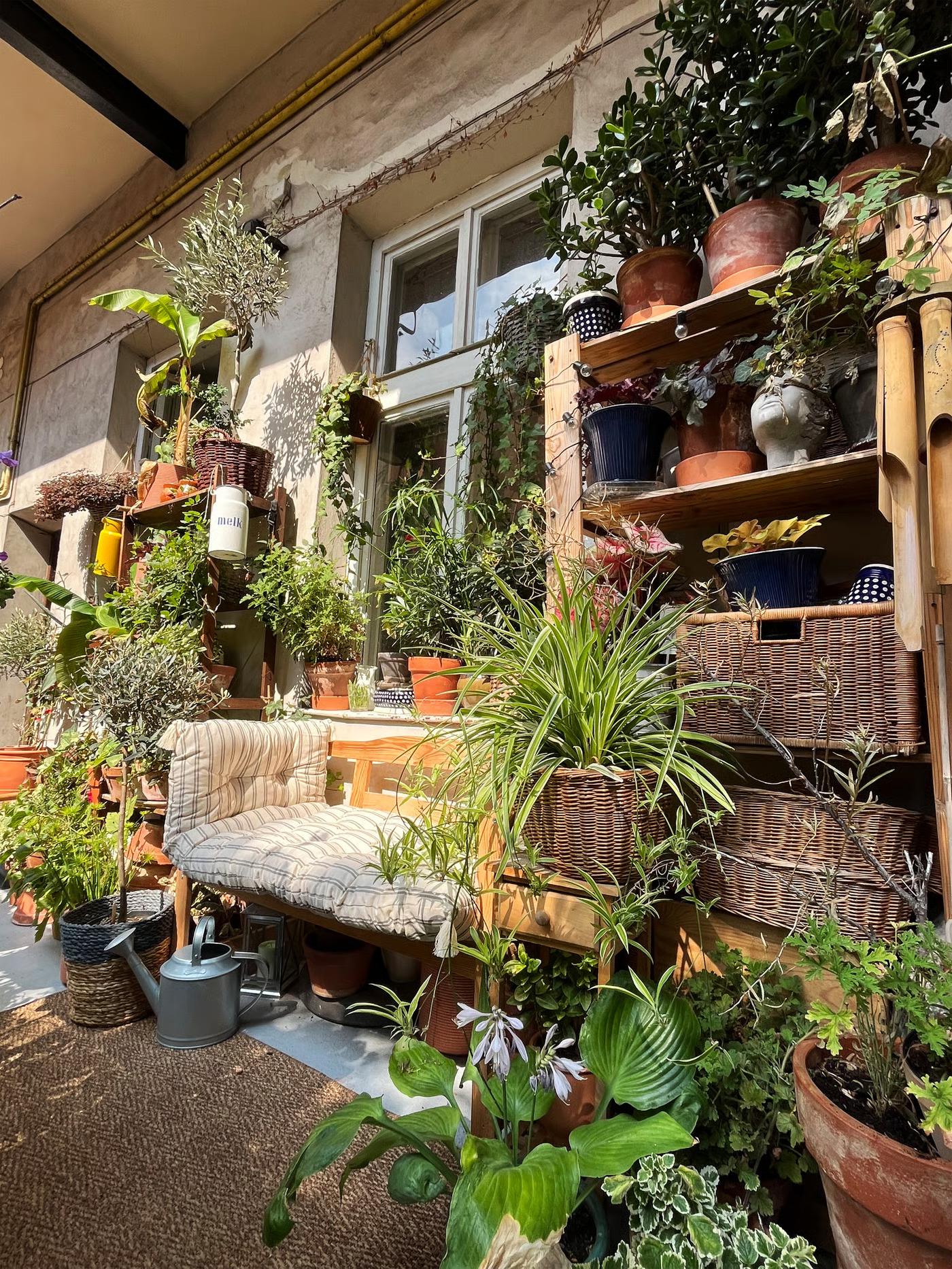 קיר חיצוני במרפסת, עם מדפים פתוחים שמלאים בעציצים וצמחים ליצירת קיר שלם של צמחייה.