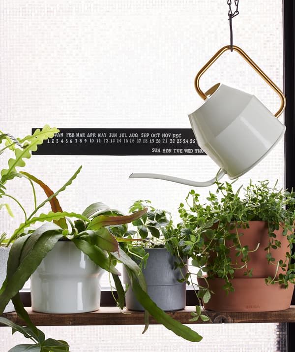 ฝักบัวรดน้ำขนาดเล็กแขวนอยู่ติดกับชั้นวางกระถางต้นไม้